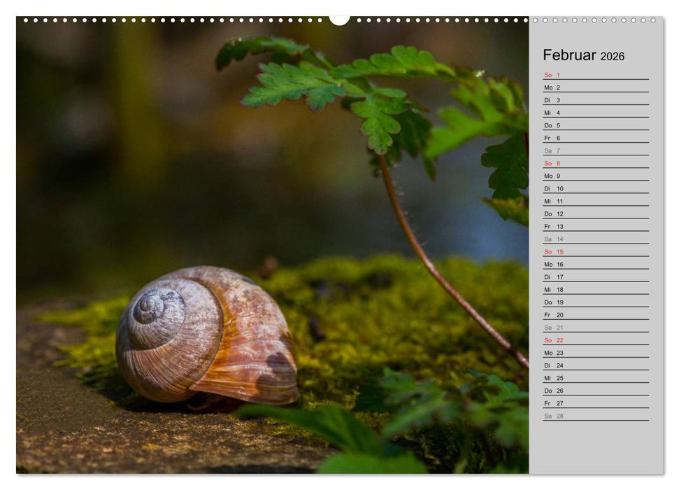 Salamander und Co. (CALVENDO Wandkalender 2026)