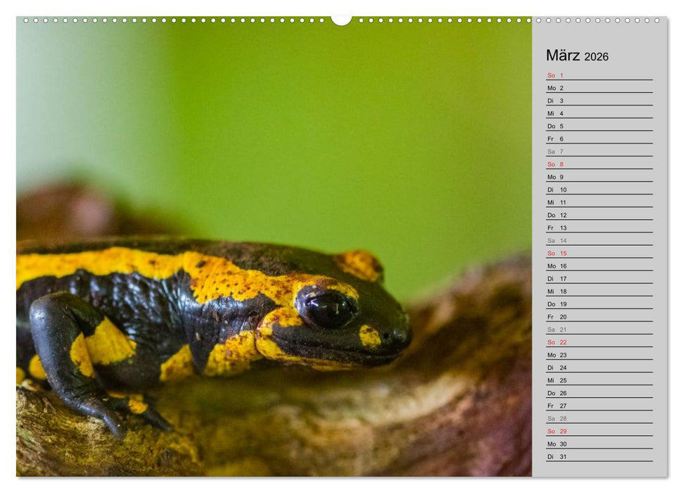 Salamander und Co. (CALVENDO Wandkalender 2026)