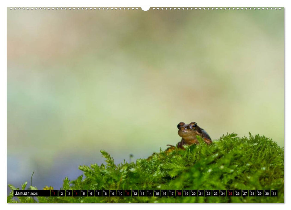 Salamander und Co. (CALVENDO Wandkalender 2026)