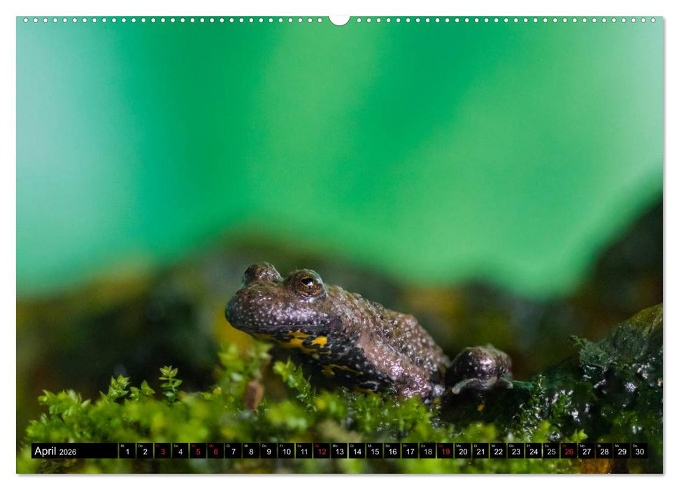 Salamander und Co. (CALVENDO Wandkalender 2026)