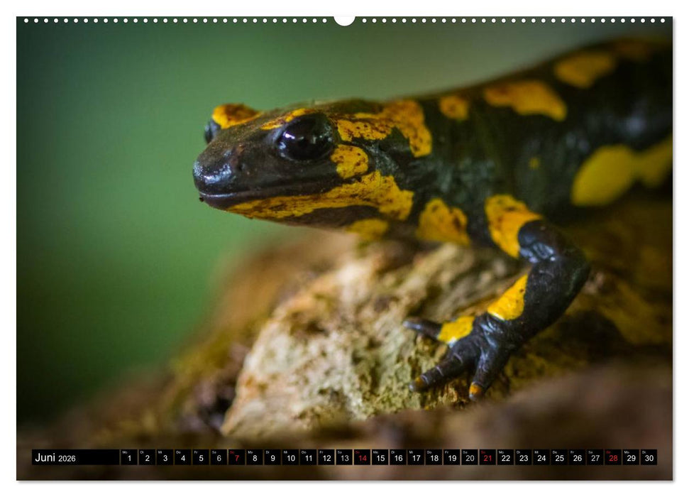 Salamander und Co. (CALVENDO Wandkalender 2026)