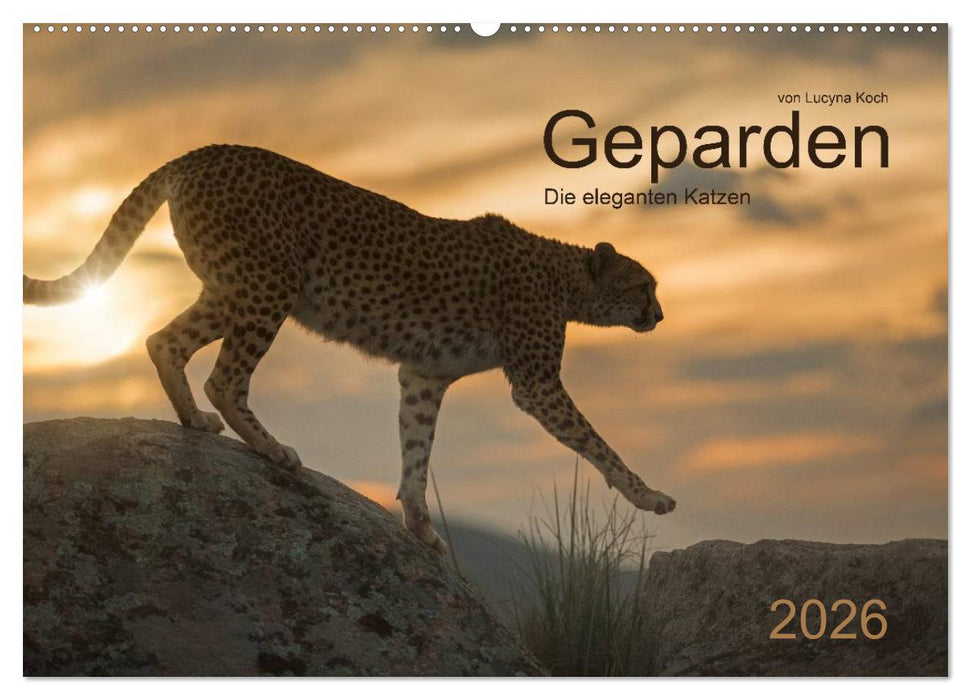 Geparden. Die eleganten Katzen. (CALVENDO Wandkalender 2026)