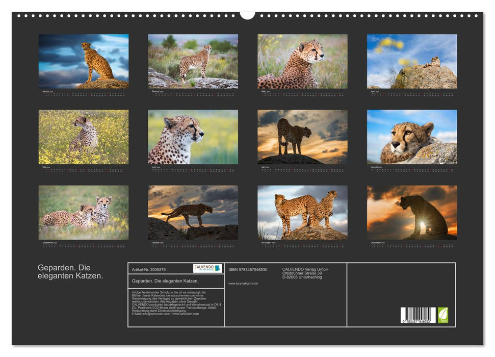 Geparden. Die eleganten Katzen. (CALVENDO Wandkalender 2026)