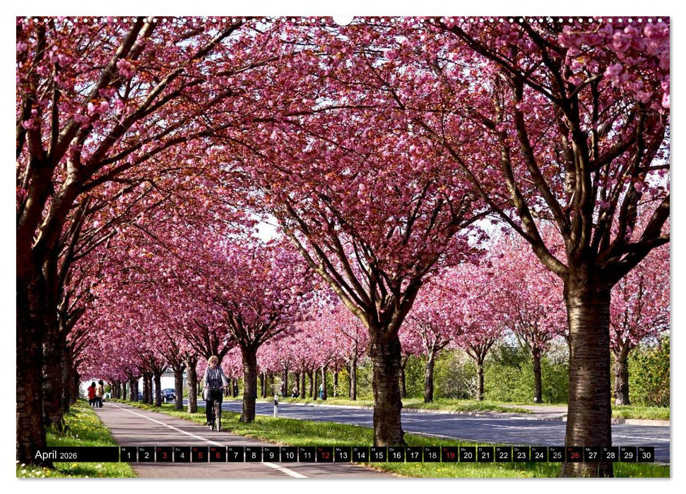 Magdeburg an der Elbe 2026 (CALVENDO Premium Wandkalender 2026)