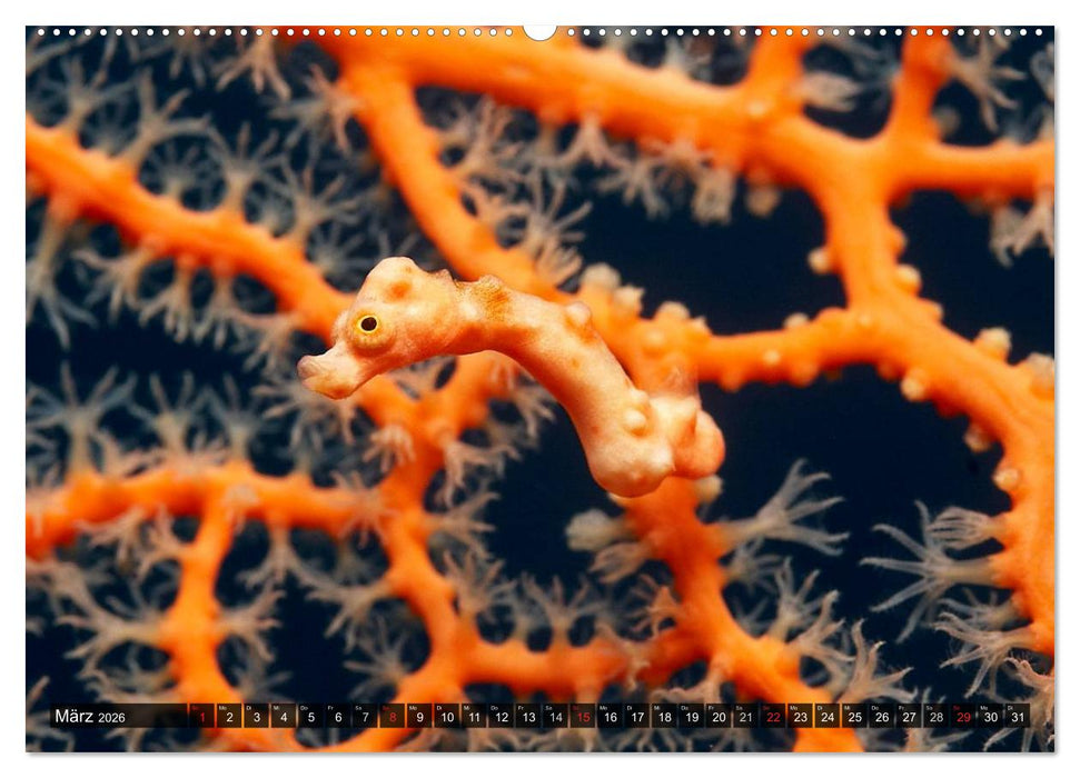 Tropische Unterwasserwelt (CALVENDO Wandkalender 2026)