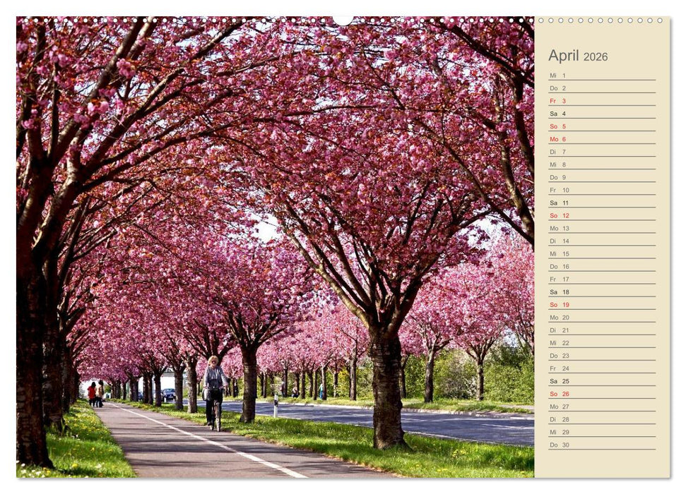 Magdeburg an der Elbe 2026 (CALVENDO Wandkalender 2026)