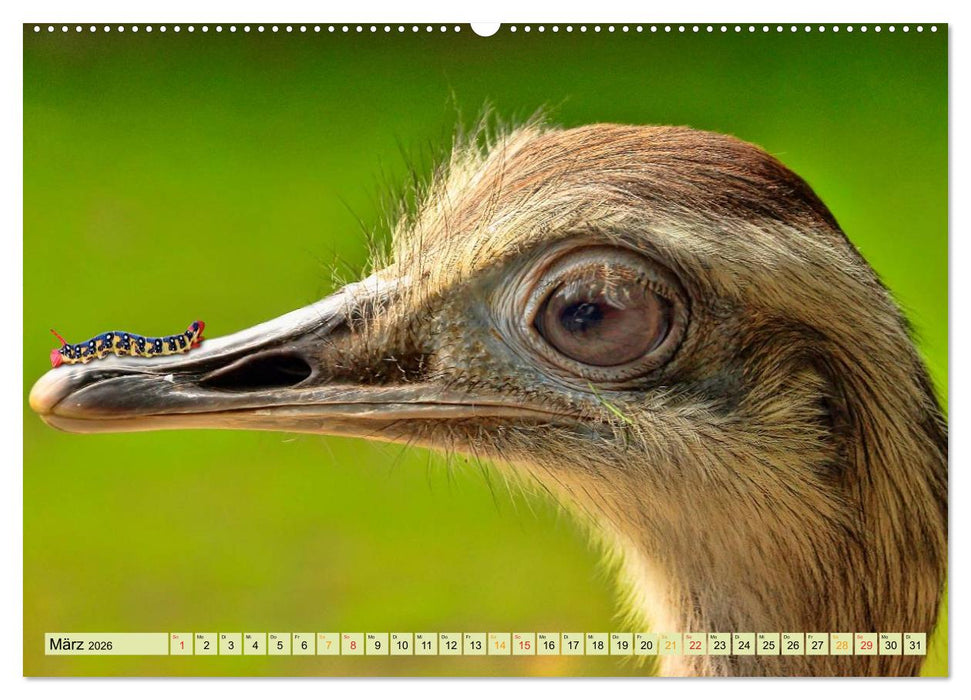 Lustig und verrückt - der ganz andere Tierkalender (CALVENDO Premium Wandkalender 2026)