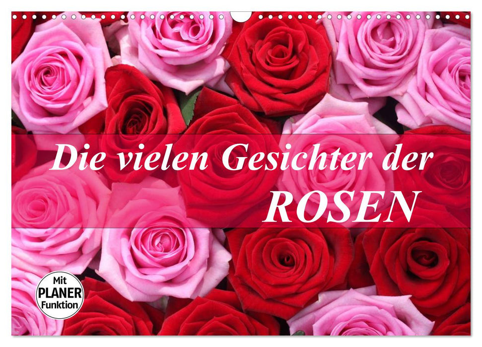Die vielen Gesichter der Rosen (CALVENDO Wandkalender 2026)
