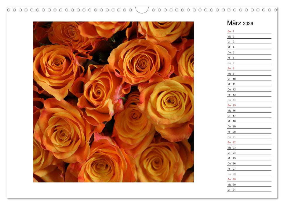 Die vielen Gesichter der Rosen (CALVENDO Wandkalender 2026)