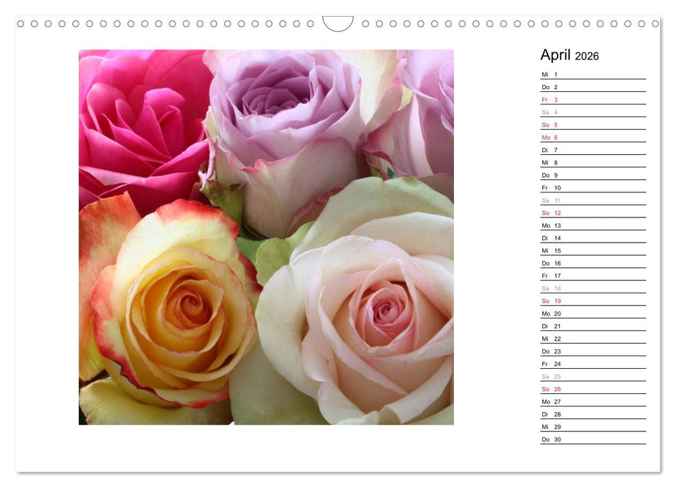 Die vielen Gesichter der Rosen (CALVENDO Wandkalender 2026)