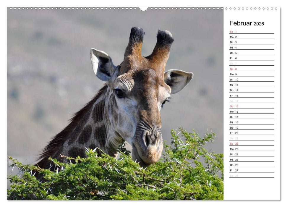 Südafrika - Big 5 und mehr (CALVENDO Premium Wandkalender 2026)