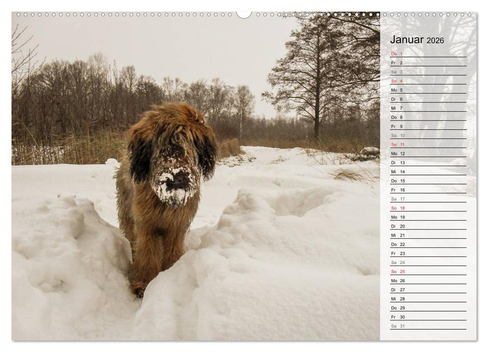 Der Briard 2026 - Ein echter Charmeur (CALVENDO Premium Wandkalender 2026)