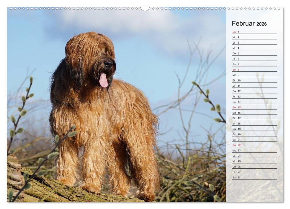 Der Briard 2026 - Ein echter Charmeur (CALVENDO Premium Wandkalender 2026)