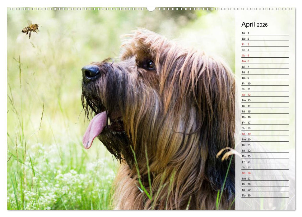 Der Briard 2026 - Ein echter Charmeur (CALVENDO Premium Wandkalender 2026)