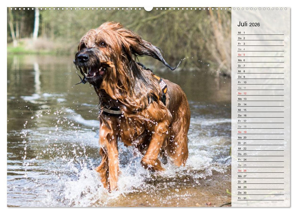 Der Briard 2026 - Ein echter Charmeur (CALVENDO Premium Wandkalender 2026)