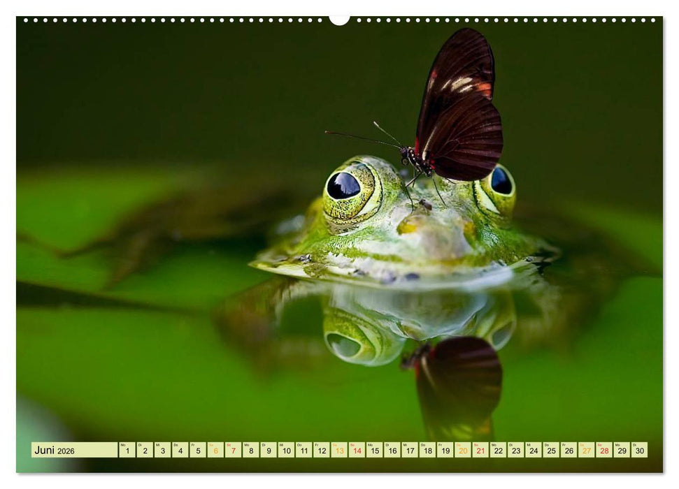Lustig und verrückt - der ganz andere Tierkalender (CALVENDO Wandkalender 2026)
