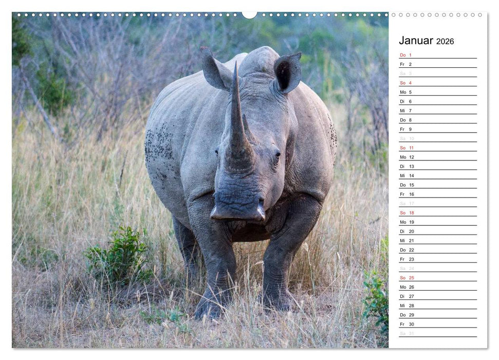 Südafrika - Big 5 und mehr (CALVENDO Wandkalender 2026)