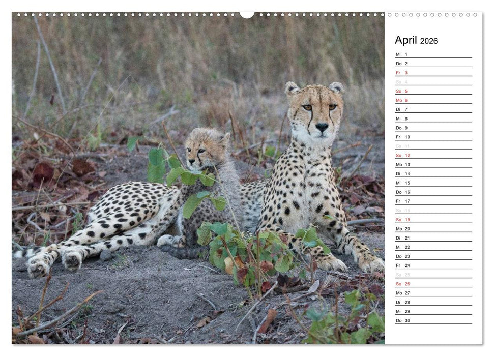 Südafrika - Big 5 und mehr (CALVENDO Wandkalender 2026)