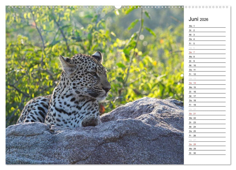 Südafrika - Big 5 und mehr (CALVENDO Wandkalender 2026)