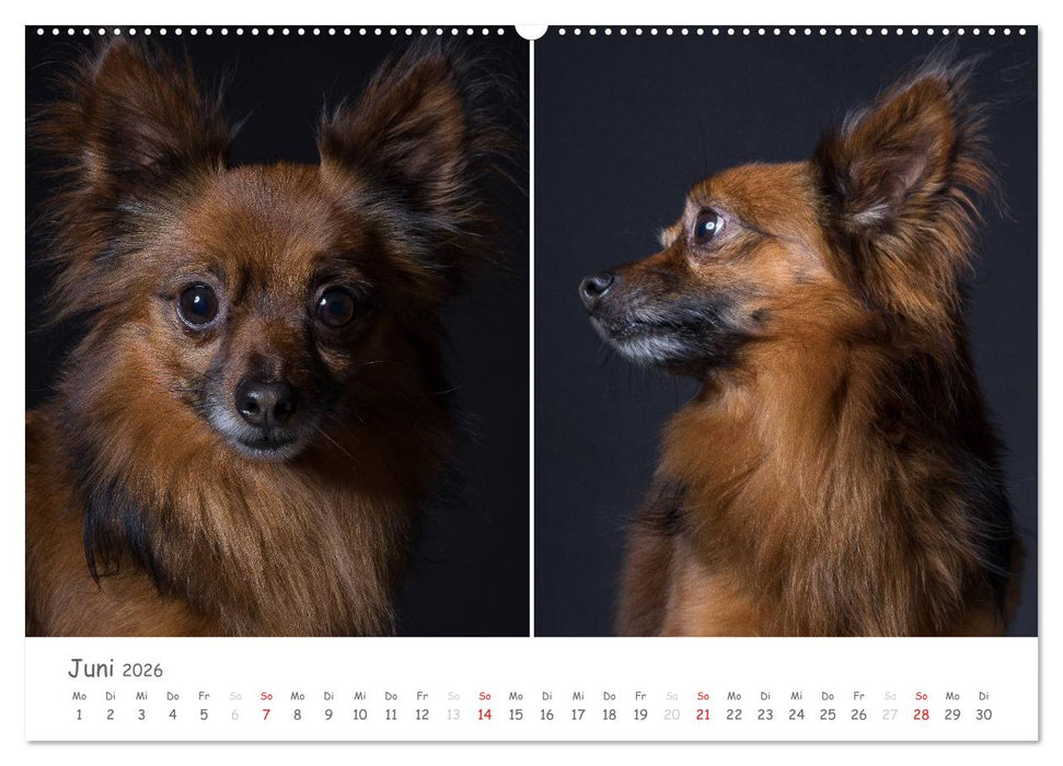 charakterstarke Hunde, wunderschöne Hundeportraits (CALVENDO Premium Wandkalender 2026)
