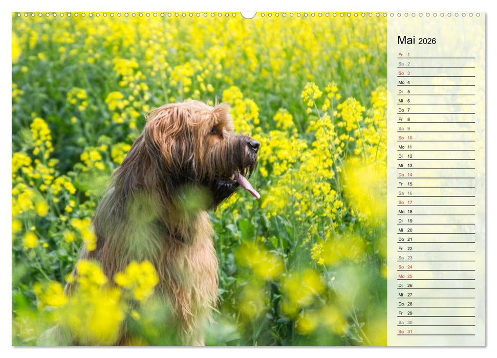 Der Briard 2026 - Ein echter Charmeur (CALVENDO Wandkalender 2026)