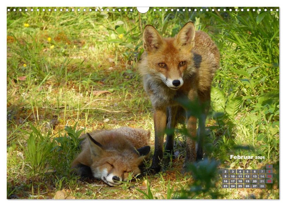 Familie Fuchs hautnah in Berlin (CALVENDO Wandkalender 2026)