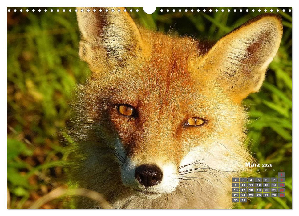 Familie Fuchs hautnah in Berlin (CALVENDO Wandkalender 2026)