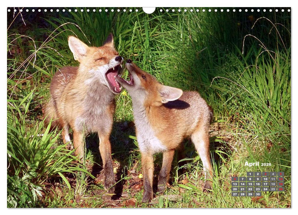Familie Fuchs hautnah in Berlin (CALVENDO Wandkalender 2026)