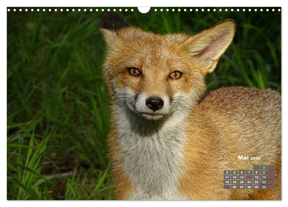 Familie Fuchs hautnah in Berlin (CALVENDO Wandkalender 2026)