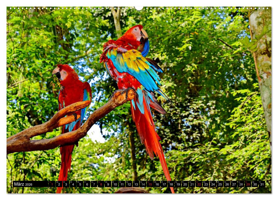 Brasilien - das größte Land Südamerikas (CALVENDO Premium Wandkalender 2026)