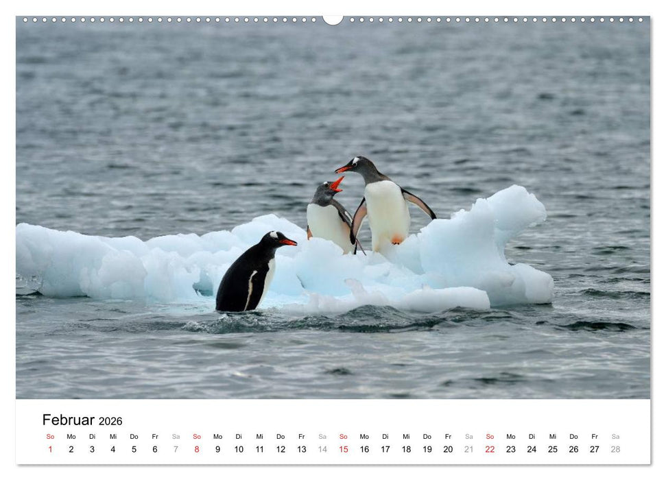 Im Reich der Pinguine (CALVENDO Premium Wandkalender 2026)
