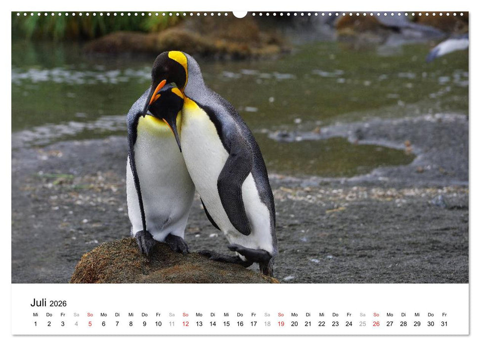 Im Reich der Pinguine (CALVENDO Premium Wandkalender 2026)