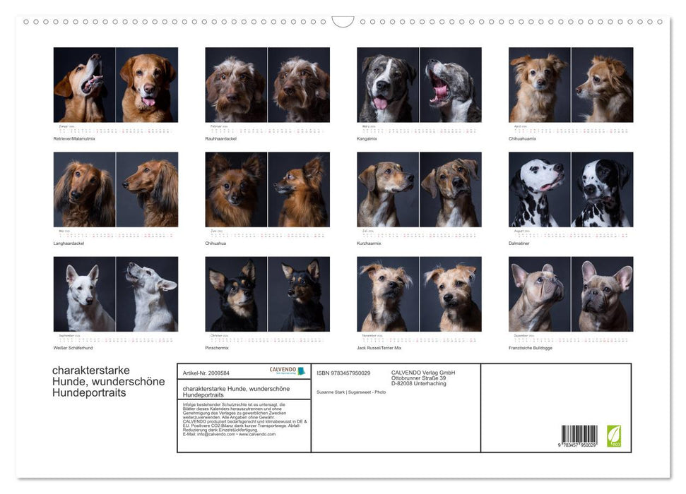 charakterstarke Hunde, wunderschöne Hundeportraits (CALVENDO Wandkalender 2026)