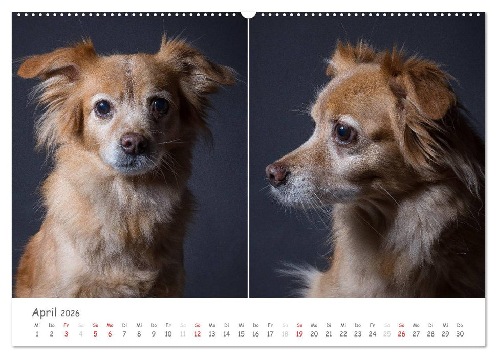 charakterstarke Hunde, wunderschöne Hundeportraits (CALVENDO Wandkalender 2026)