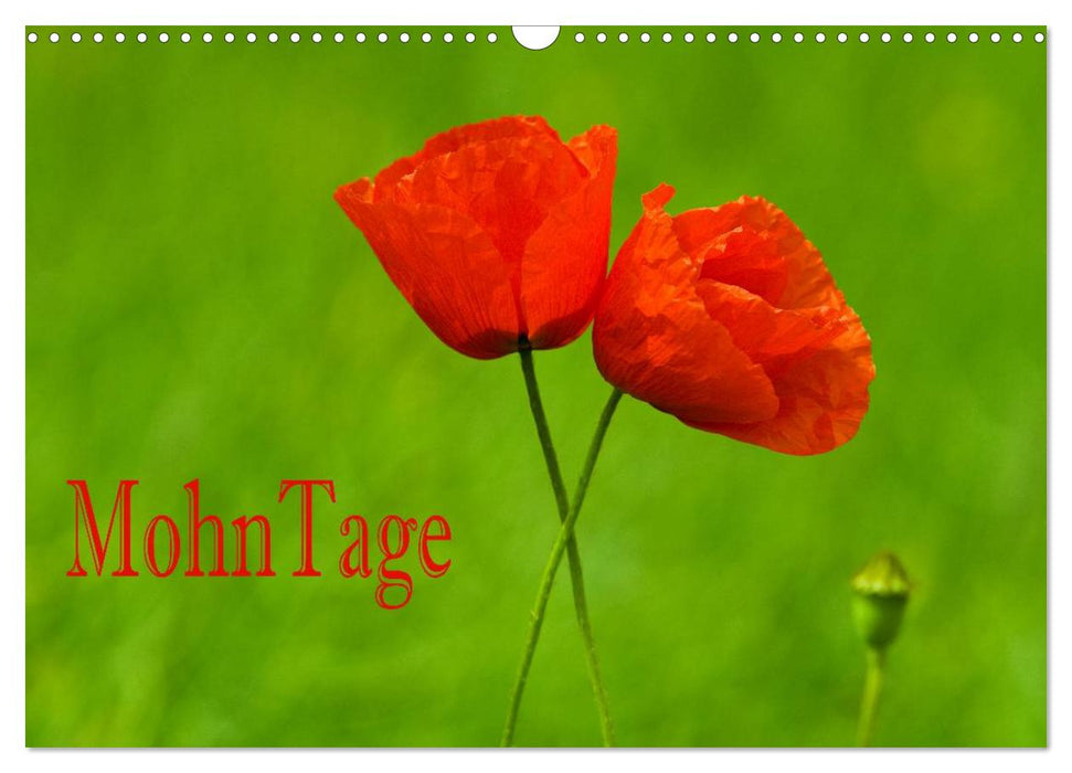 MohnTage (CALVENDO Wandkalender 2026)