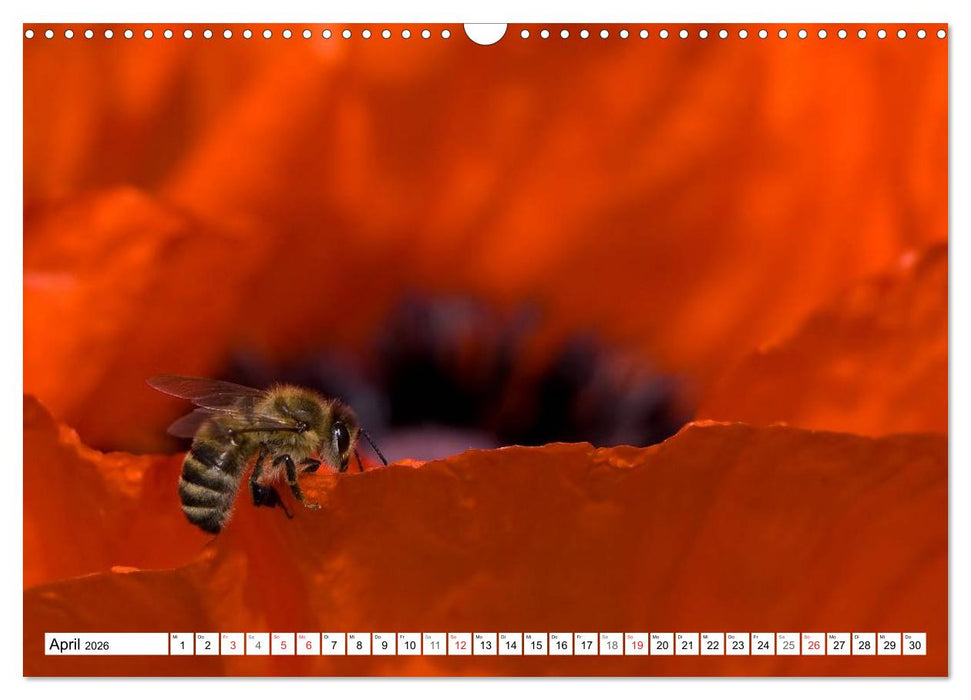 MohnTage (CALVENDO Wandkalender 2026)