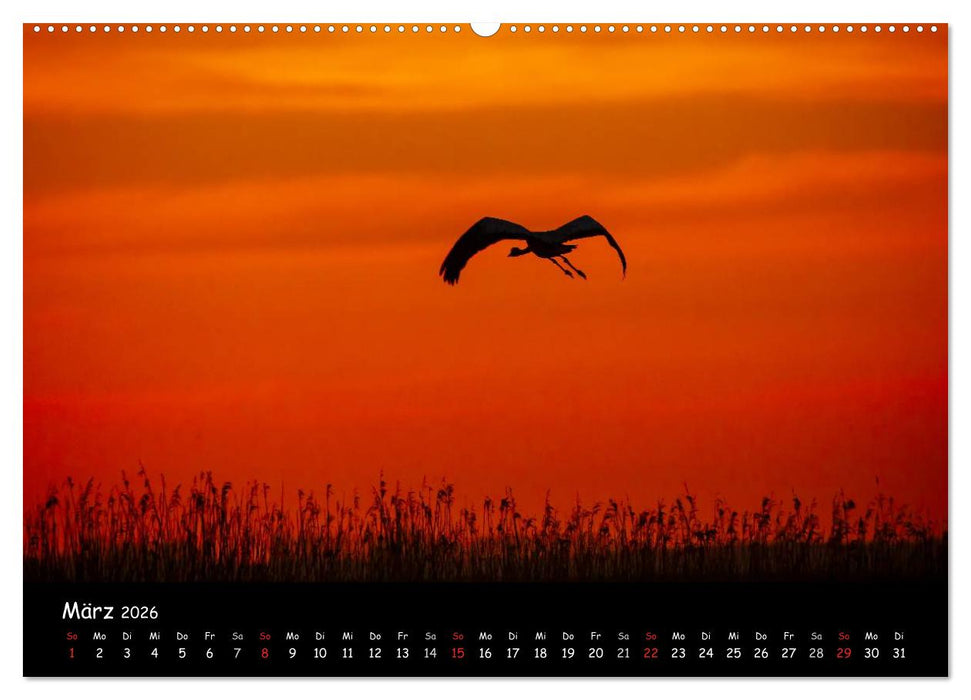 Ostseeregion Darß-Zingst (CALVENDO Wandkalender 2026)