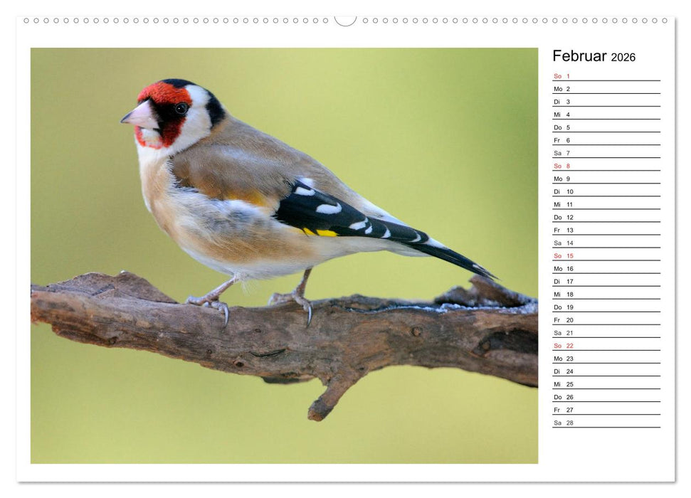 Gefiederte Freunde - Unsere heimischen Gartenvögel (CALVENDO Premium Wandkalender 2026)