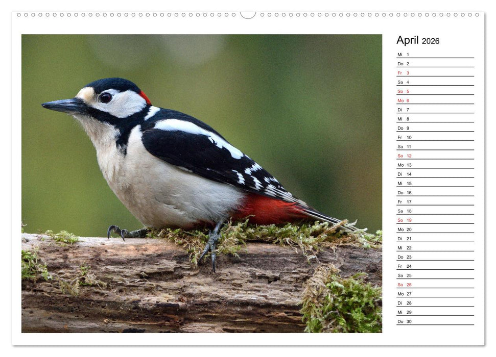 Gefiederte Freunde - Unsere heimischen Gartenvögel (CALVENDO Premium Wandkalender 2026)