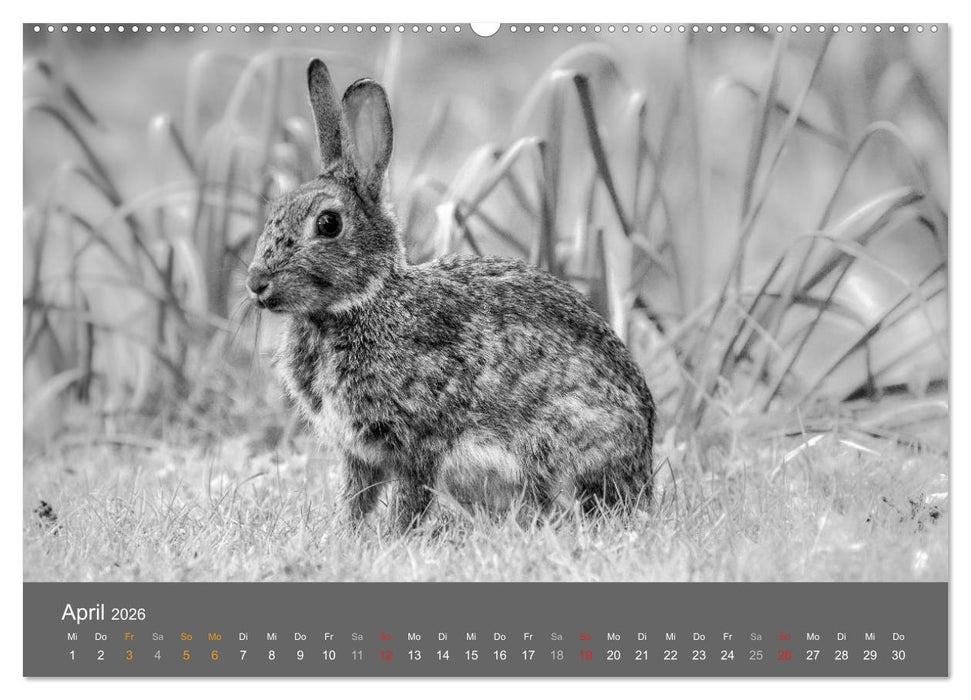 Tierische Augenblicke in Schwarz-Weiß (CALVENDO Premium Wandkalender 2026)