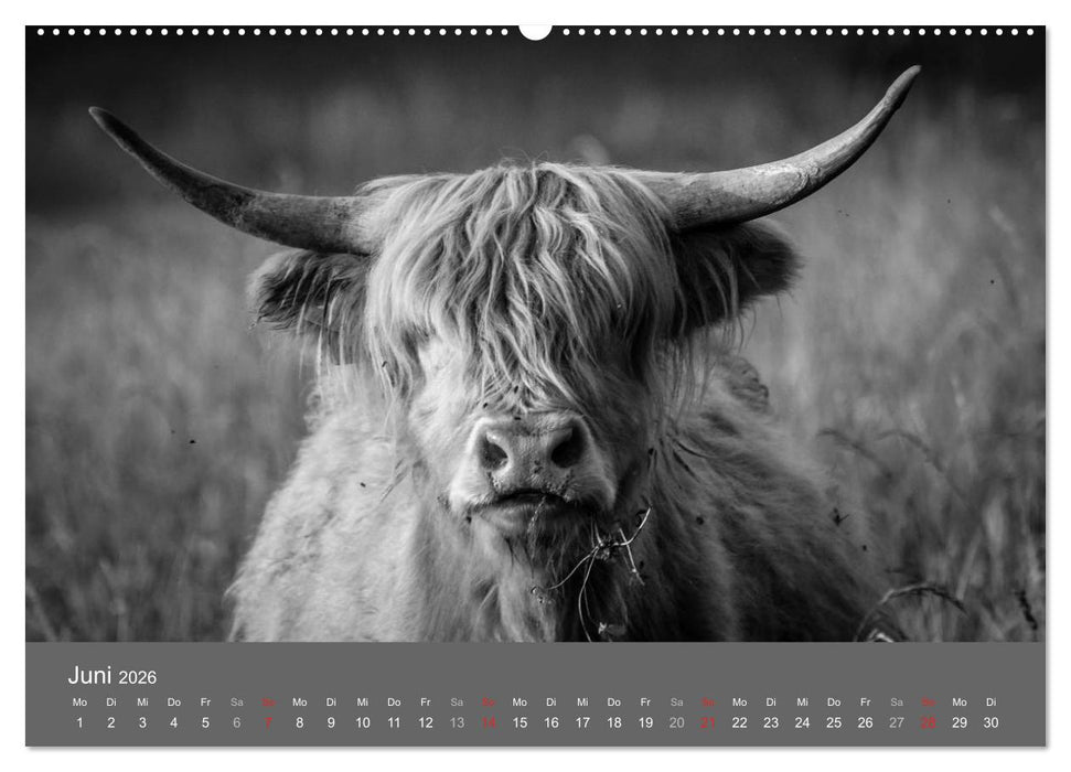 Tierische Augenblicke in Schwarz-Weiß (CALVENDO Premium Wandkalender 2026)
