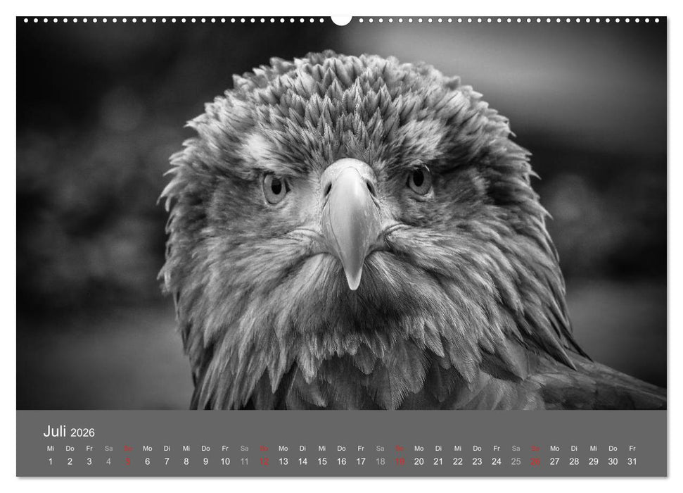 Tierische Augenblicke in Schwarz-Weiß (CALVENDO Premium Wandkalender 2026)
