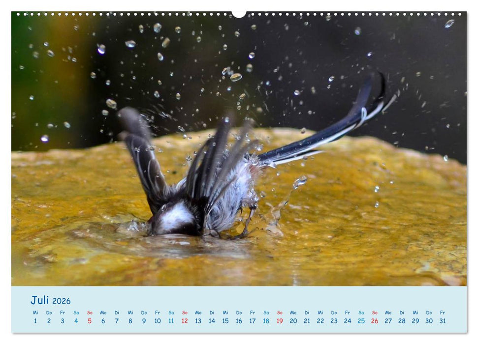 Sommer am Pool - Singvögel an der Badestelle (CALVENDO Premium Wandkalender 2026)