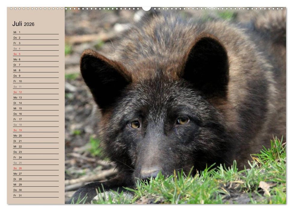 Im Rudel Zuhause - Der Wolf (CALVENDO Premium Wandkalender 2026)