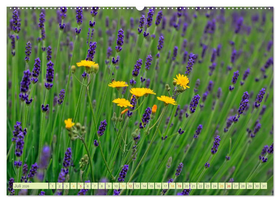 Blumenwiesen – ein blütenzauberhaftes Jahr (CALVENDO Premium Wandkalender 2026)