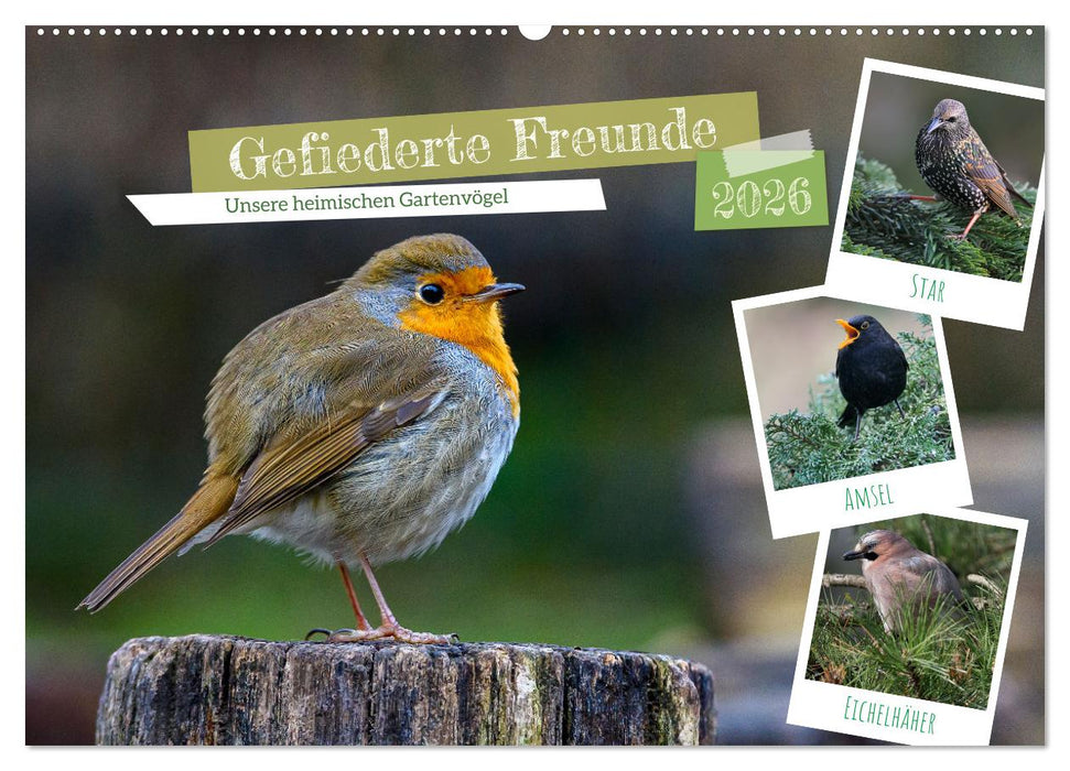 Gefiederte Freunde - Unsere heimischen Gartenvögel (CALVENDO Wandkalender 2026)