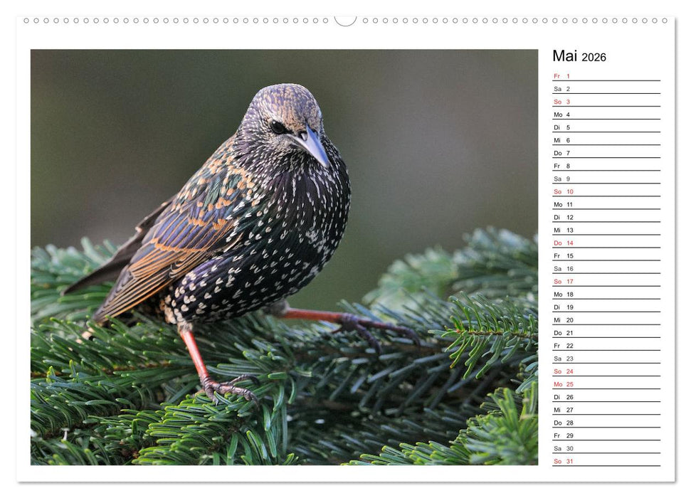 Gefiederte Freunde - Unsere heimischen Gartenvögel (CALVENDO Wandkalender 2026)