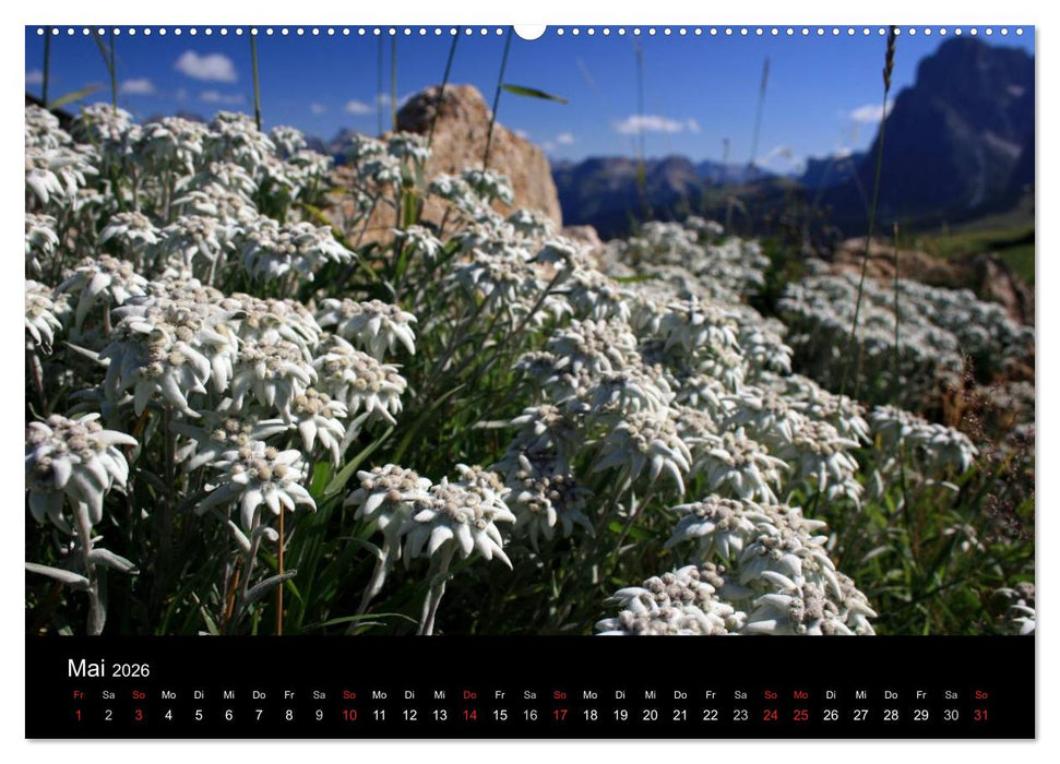 Alpe di Siusi - Seiser Alm (CALVENDO Premium Wandkalender 2026)