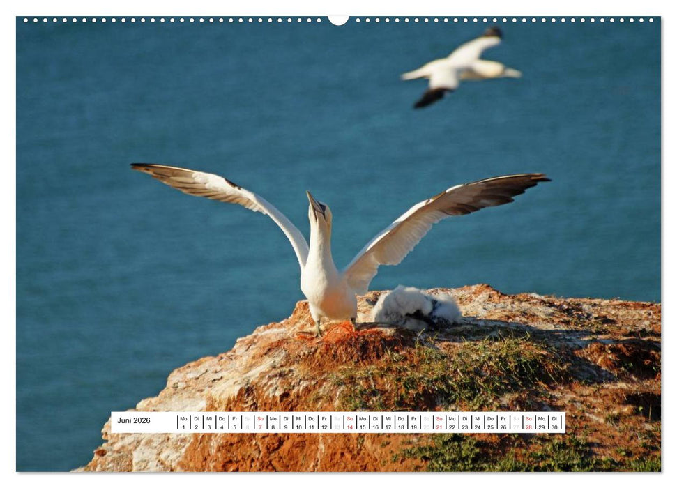 Hochsee-Insel Helgoland (CALVENDO Premium Wandkalender 2026)