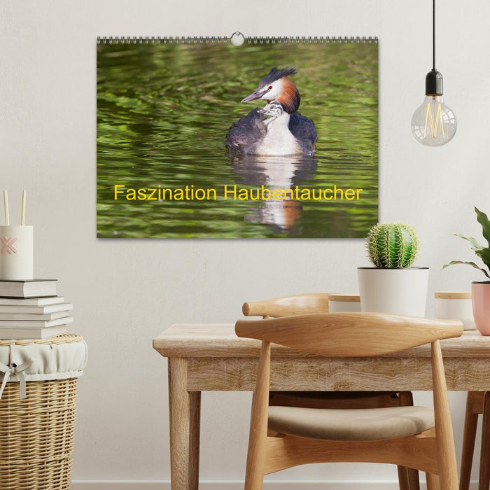 Faszination Haubentaucher (CALVENDO Wandkalender 2026)